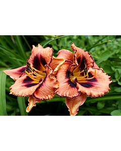 Хемерокалис /HEMEROCALLIS AWESOME BLOSSOM/ 1 бр