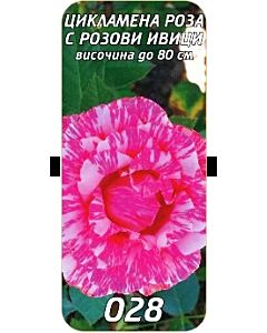 Храстовидна роза 028
