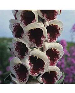 Напръстник -Digitalis Giant Spotted - 1 бр