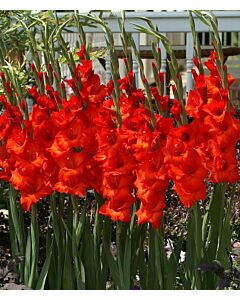 Гладиол / Gladioli Mascagni/ 