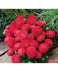 Астра / Callistephus chinensis dwarf Milady red/ LG - 1 оп