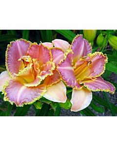 Хемерокалис /HEMEROCALLIS UNLOCK THE STARS/ 1 бр