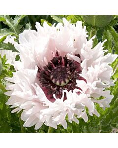 Мак-Papaver Miss Piggy-1 корен 			