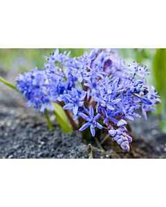 Синчец /Scilla Bifolia/ 10 бр