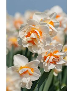 Нарцис Flower Parade - 1 оп - 5 бр