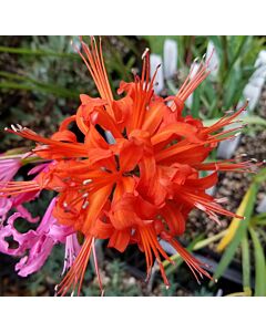 Нерине оранж /Nerine sarniensis 'Major'/ 1 бр