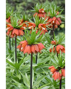 Фритилария / Fritillaria imperialis 'William Rex' / 1 бр