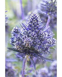 Ветрогон /Eryngium Bethlehem / 1 бр