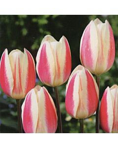 Лале Silk Surprise 1 бр