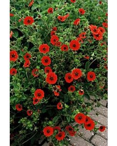 Очиболец / Potentilla Gibson's Scarlet / 1 бр