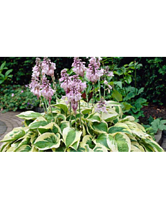 Хоста / Hosta Wide Brim / 1 корен 
