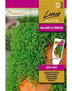 Мини мента Корсиканска / MENTHA CORSICAN MINI MINT 
