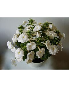 Ахименес hybride white/- 1 бр