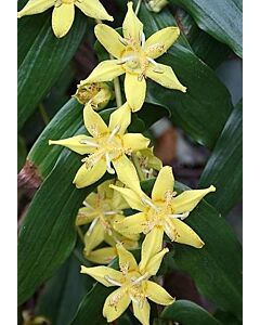 Орхидея - Трициртис / Tricyrtis Yellow / 1 бр