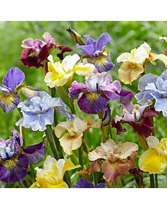 Ирис микс -  Iris Siberica Mixed - 4 бр.