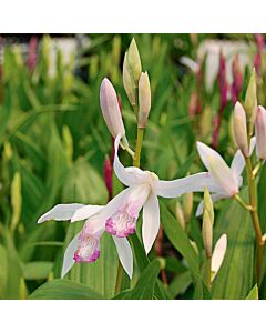 Земна орхидея /Bletilla striata 'Kuchibeni'/- 5 бр