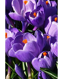 Минзухар Кралица на синьото /Crocus 'Queen of the Blues'/