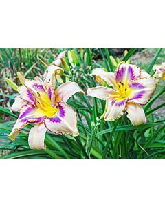 Хемерокалис Предназначен да вижда / Hemerocallis Destined to see / 1 бр