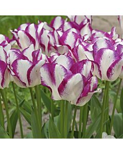 Лале /Tulip 'Affaire'/ 1 бр