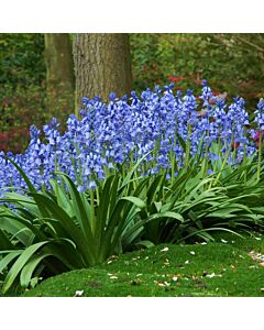 Лъжезюмбюл /Hyacinthoides Hispanica Blue/ 1 бр