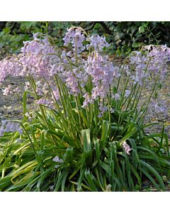 Лъжезюмбюл /Hyacinthoides Hispanica Pink/ 1 бр