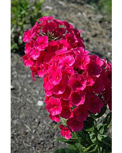 Флокс / Phlox Grenadine Dream / 1 бр				