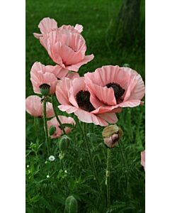 Мак / Papaver helen elisabeth / 1 бр