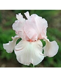 Ирис / IRIS GERM. VANITY / 