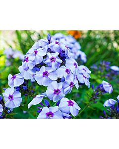 Флокс / Phlox Blue Boy / 1 корен 
