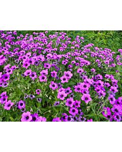 Здравец / Geranium Patricia / 1 бр				