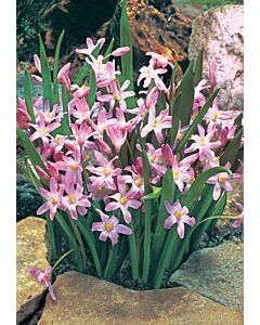 Хионодокса /Chionodoxa forbesii 'Pink Giant'/ 1 бр