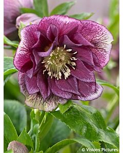 Кукуряк / Helleborus Double Ellen Red / 1 бр