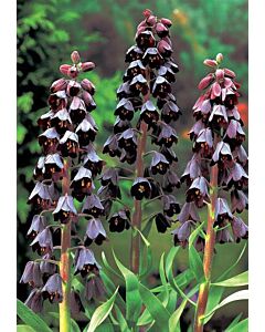 Фритилария /Fritillaria persica 'Adiyaman''/ 1 бр