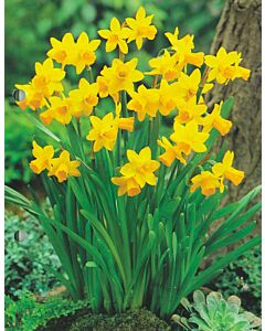Нарцис /Narcissus cyclamineus Tête-à-Tête'/ 1 бр