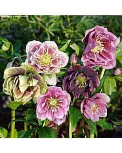 Кукуряк микс -  Helleborus Double Ellen Mixed - 3 бр.