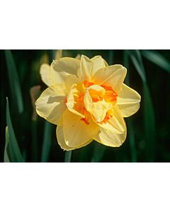 Нарцис /Narcissi double 'Texas'/ 1 бр