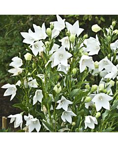 Платикодон / Platycodon White / 1 бр