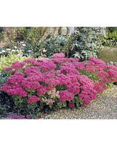 Седум /Sedum Spectabile Carmen/ 1 бр
