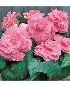 Бегония Лейс Пинк / Begonia Lace Pink / 1 бр