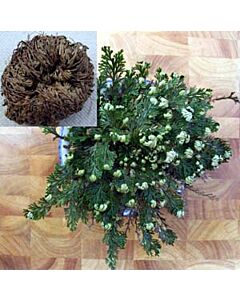 Йерихонска роза /Selaginella lepidophylla / 1 бр