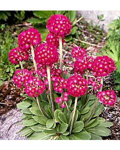 Примула Рубин / Primula Denticulata Rubin / 1 бр