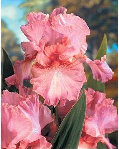 Ирис /IRIS GERM. PINK HORIZON / 