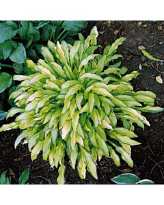 Хоста / Hosta Kabitan / 1 бр