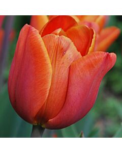 Лале /Tulip Annie Schilder/ 11/12