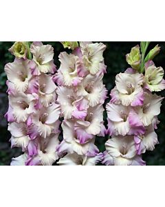 Гладиол / Gladiolus Tampere / 