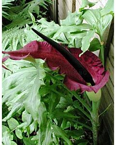 Драконовски арум /Dracunculus vulgaris/ 