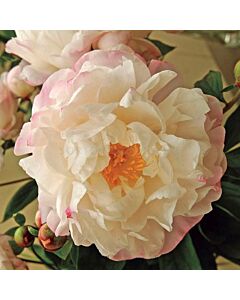 Божур / Paeonia Gardenia / 1 бр
