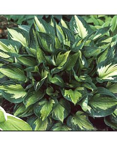 Хоста / HOSTA WHIRLWIND / 1 бр