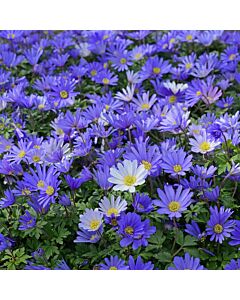 Анемоне /Anemone blanda  Blue Shades / 1 бр