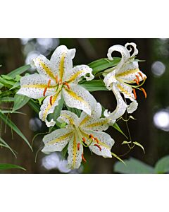 Лилиум species 'Auratum' / 1 бр